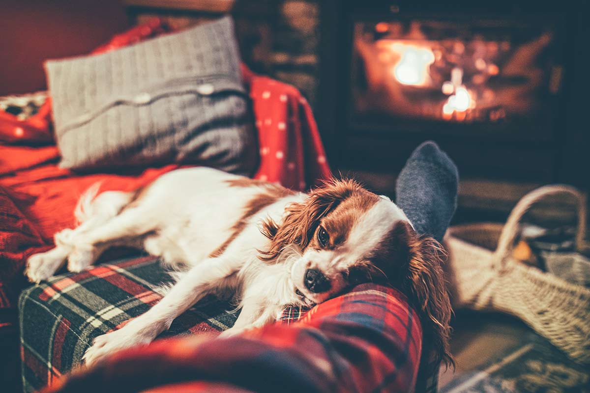 Fireplace - Luxury chalet with dog