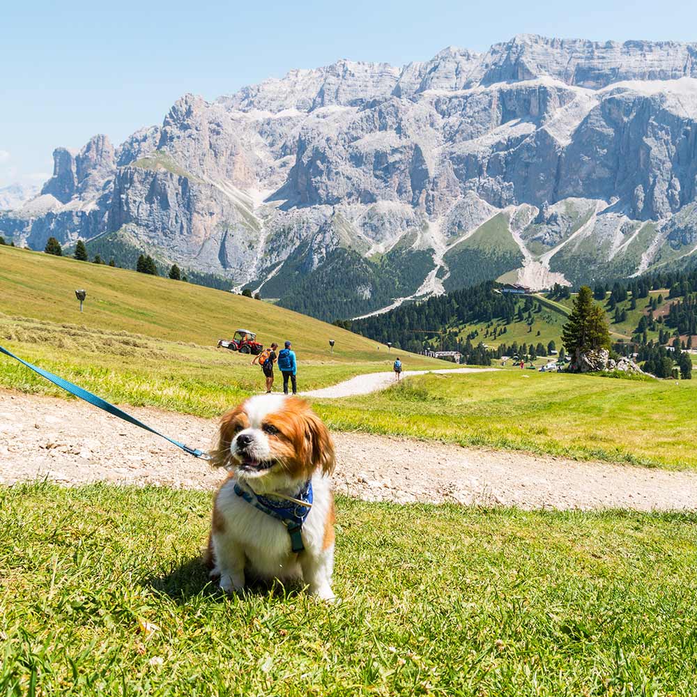 Dog in South Tyrol