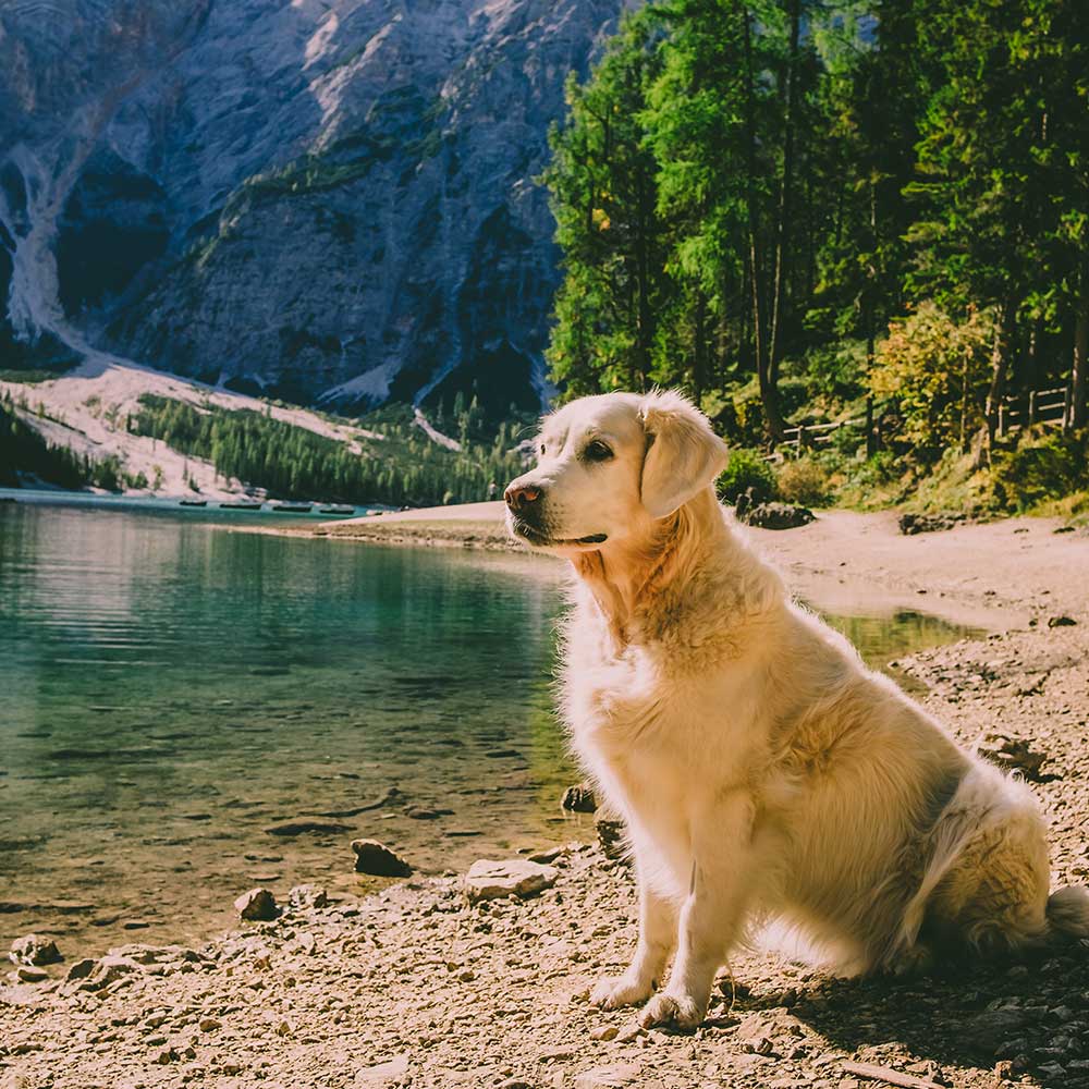 Hiking with dog